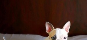 Потурбуйся про тварин і привітай Івана: яке сьогодні свято та у кого іменини 6 жовтня