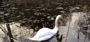 Фотофакт: в Полтавском дендропарке поймали последнего лебедя Наташу