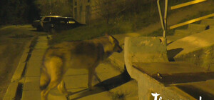 На окраине Алушты разгуливает голодная волчица [Видео]