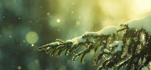 Львівська залізниця хоче скасувати електрички, щоб боротися з ялинковими браконьєрами