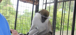 Львівські активісти вирішили 