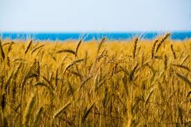 В этом году урожай пшеницы на 12% больше.
Фото oboi.i.ua
