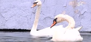 В парке Глобы поселился новый лебедь