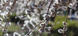 Якою буде погода у Львові в найближчі дні