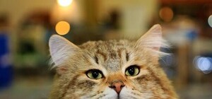 Мимиметр зашваливает: на одесском морвокзале проходит выставка кошек