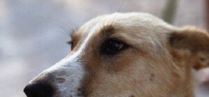 Дворняжка зі Львова об'їздила вже 10 країн ЄС: відео