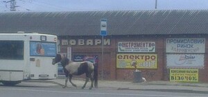 Вулицями Львова розгулює кінь-одинак