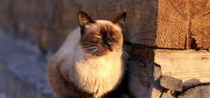 Якою буде у Львові погода у найближчі дні