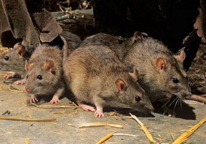 Новость - События - В центре Запорожья нашествие крыс