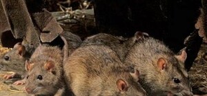 В центре Запорожья нашествие крыс