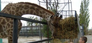 В Крыму закрылись два самых больших зоопарка