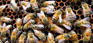 На Львівщині пожежники водою рятували чоловіка від рою бджіл