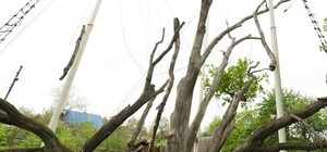 Запорожский дуб съедают короеды