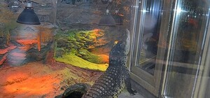 В Харьковском зоопарке родились нильские крокодилы