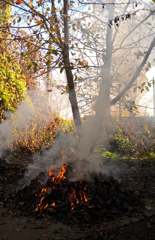Наиболее распространенное нарушение - сжигание листвы.
Фото http://stat17.privet.ru