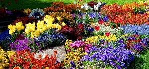 На в’їзді до Львова облаштовують величезний квітник