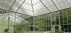 В оранжереї Стрийського парку з'являться карликові банани, кипариси та пальми