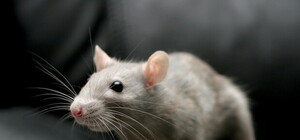 У Львові травитимуть щурів: куди подавати заявки