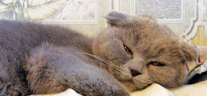 Куди скаржитись львів'янам на відсутність  тепла