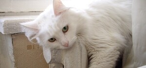 Сьогодні майже у всіх домівках львів'ян з'явилось тепло