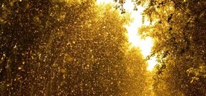 Летом проверим: на киевском бульваре посадили тополя без пуха