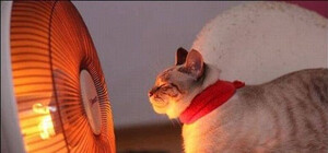 Греемся правильно: харьковчанам напомнили, как пользоваться обогревателями и печами