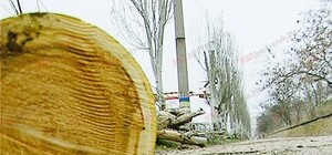 Неужели: на центральном пляже Запорожья кронируют деревья