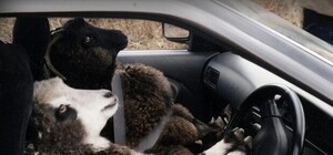 Закон не писан: автохам объезжал тянучку по тротуару