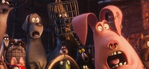 Горячая вакансия: в Днепре ищут сотрудника для отлова животных