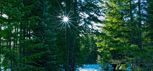 Смотри, как красота: в сети появилось видео лесопарка с высоты птичьего полета