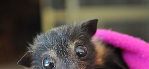 Ужас, летящий на крыльях ночи: что делать, если в дом залетела летучая мышь