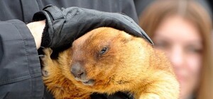 День сурка: что говорят о наступлении весны байбаки и синоптики