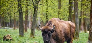 Гірші,ніж звірі: на Львівщині браконьєри застрелили зубра