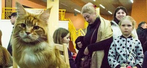 Котомания: на Одесском морвокзале открылась выставка кошек
