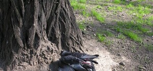 В одесских скверах массово травят голубей
