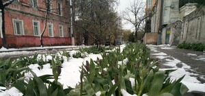 Есть ответ: как отразится на посевах снежная стихия в Харьковской области