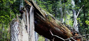 Фотофакт: в Шевченковском районе два дерева раздавили иномарку