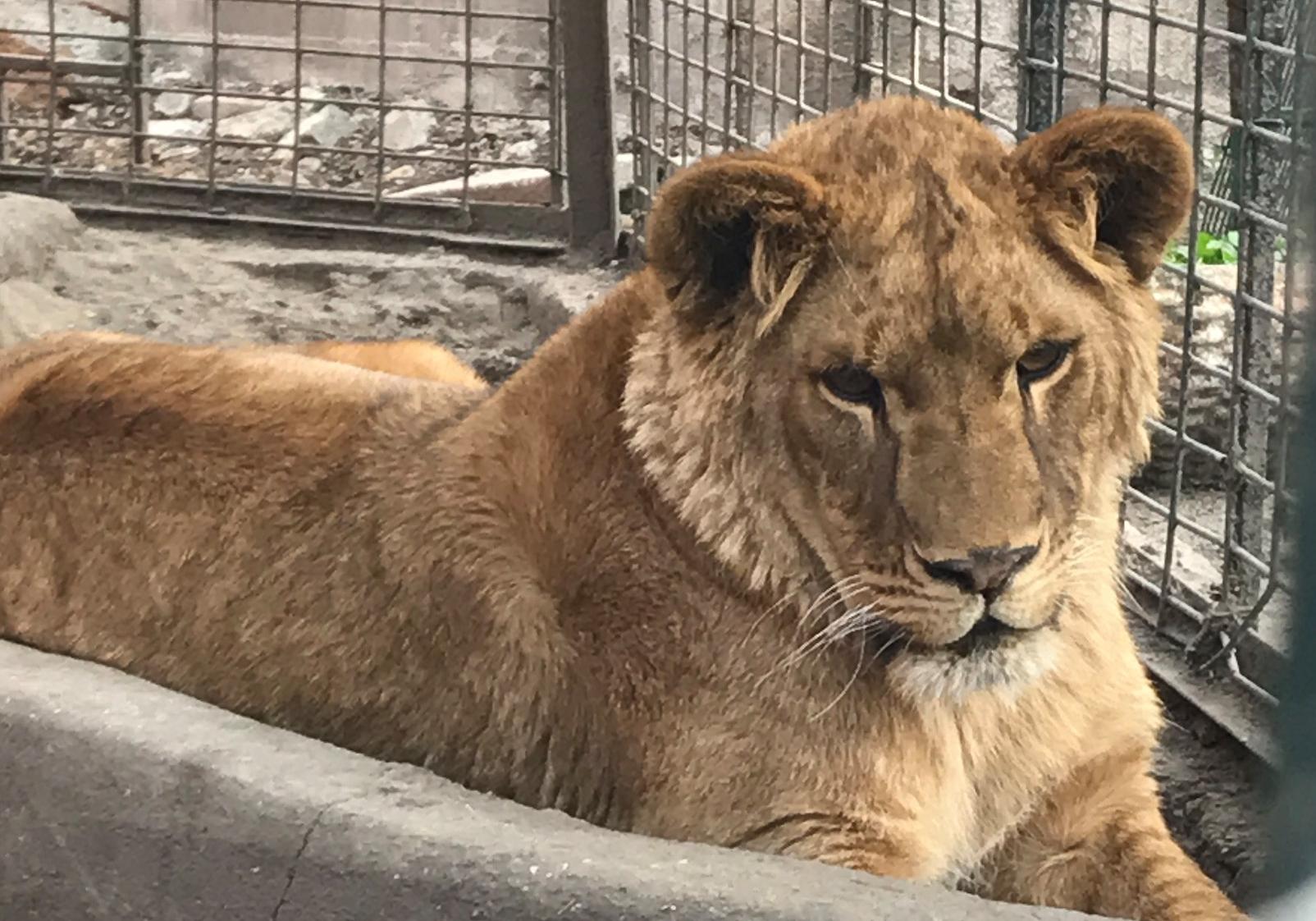 Сладкая вата, качели и милые животные: гид по Одесскому зоопарку