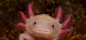 Добро пожаловать: ТОП-5 экзотических животных, поселившихся в Днепре за последние 5 лет