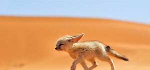 Забег в пустыне: днепрянин пробежал сто километров ради детей