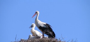 Ждем пополнение: на Бабурке аисты свили гнездо