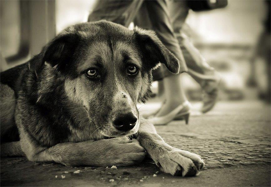 Новость - События - Спасательная операция: в Запорожье собака провалилась в открытый люк