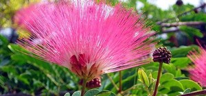 Полюбуйся: в Одессе расцвела красивейшая тропическая акация