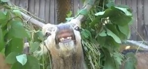 Видеофакт: в зоопарке показали смешные брачные игры оленей