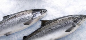 Ботулизм в Харькове: откуда доставили в магазины города опасную рыбу