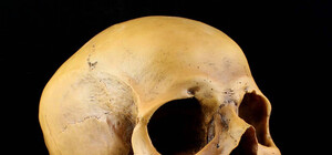 Под Полтавой нашли человеческий череп