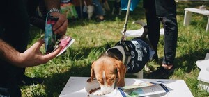 Приводи Тузiка: у Львові запрацює ресторан для собак