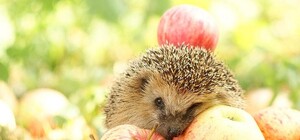 Яблочный Спас в Полтаве: в каких храмах будут освящать фрукты