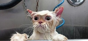 Все поправят: 