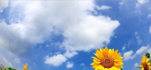 Коли чекати тепла: якою буде погода у Львові найближчими днями